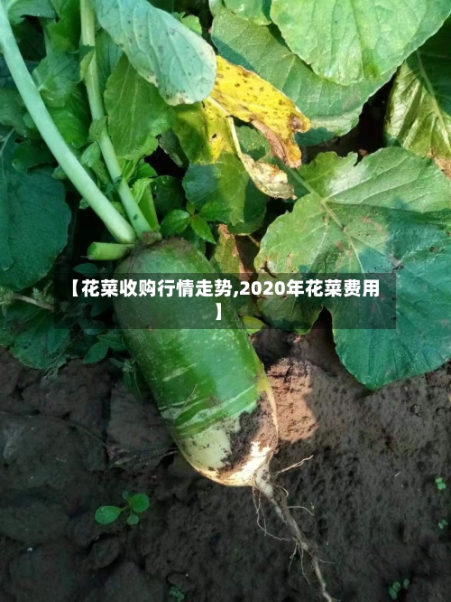 【花菜收购行情走势,2020年花菜费用】-第2张图片