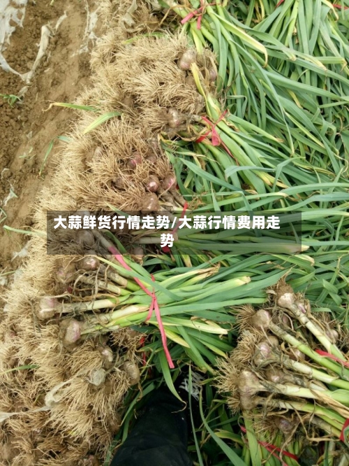 大蒜鲜货行情走势/大蒜行情费用走势