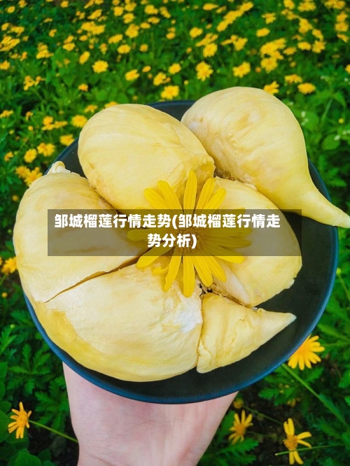 邹城榴莲行情走势(邹城榴莲行情走势分析)