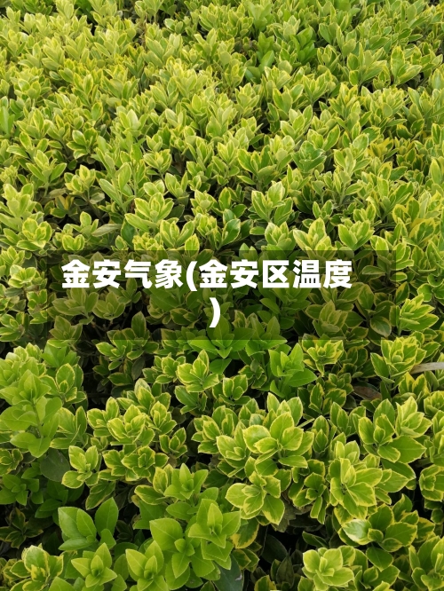 金安气象(金安区温度)-第3张图片