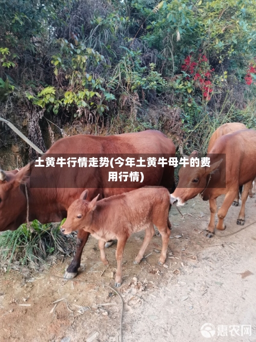 土黄牛行情走势(今年土黄牛母牛的费用行情)