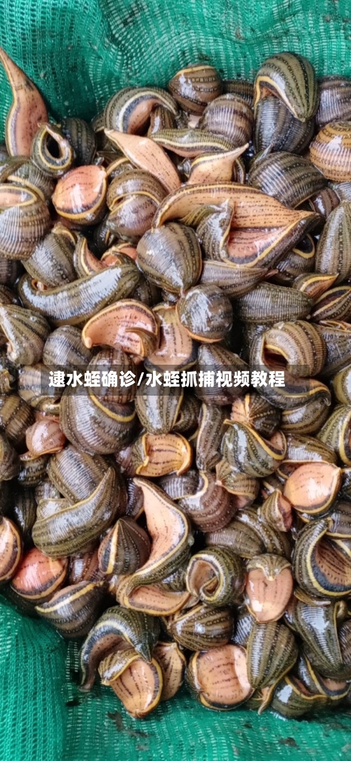 逮水蛭确诊/水蛭抓捕视频教程