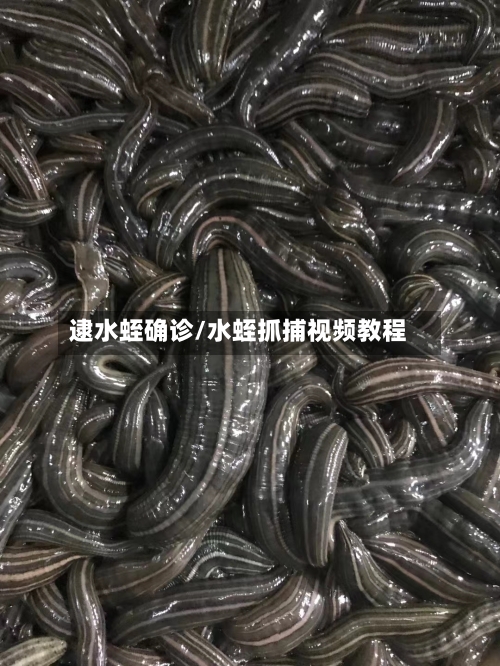 逮水蛭确诊/水蛭抓捕视频教程-第3张图片