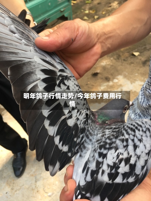 明年鸽子行情走势/今年鸽子费用行情