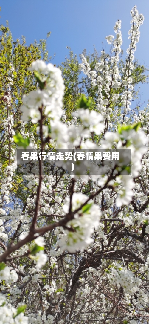 春果行情走势(春情果费用)