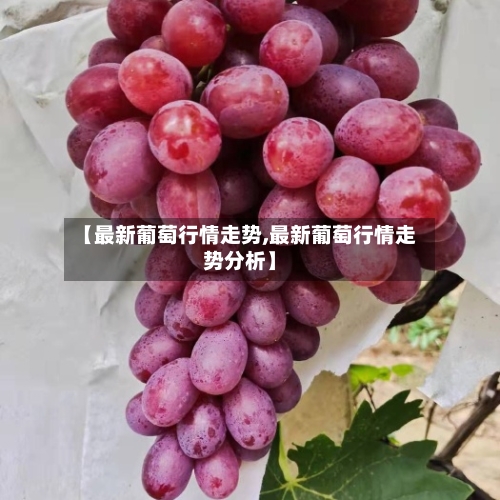 【最新葡萄行情走势,最新葡萄行情走势分析】-第2张图片