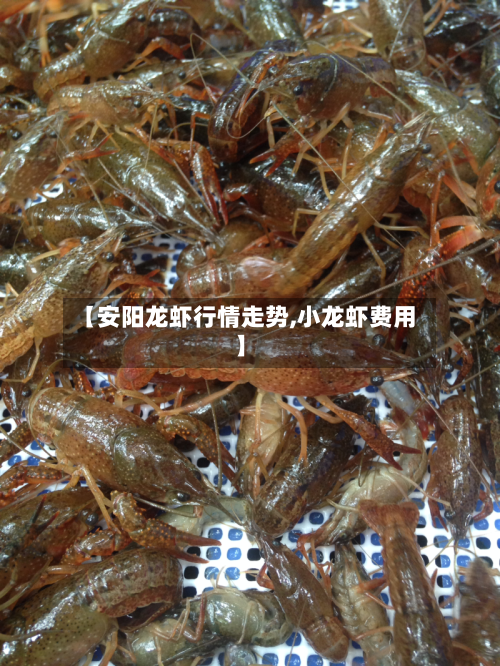 【安阳龙虾行情走势,小龙虾费用】