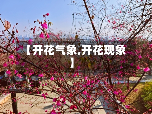 【开花气象,开花现象】