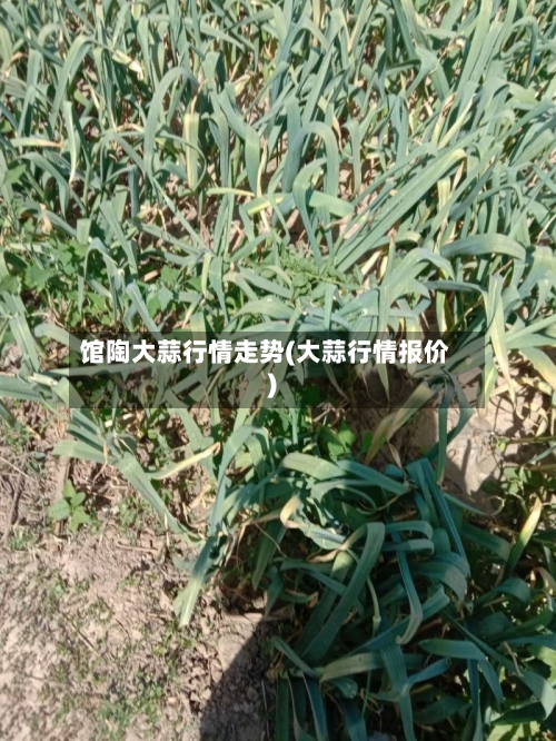 馆陶大蒜行情走势(大蒜行情报价)-第2张图片