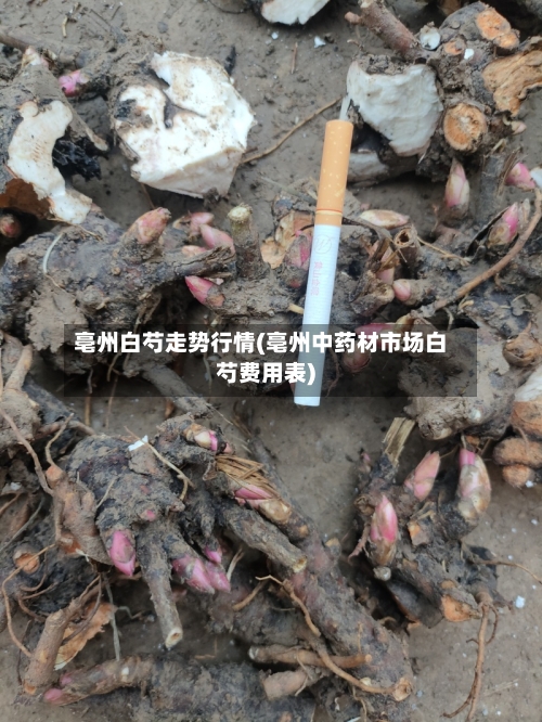 亳州白芍走势行情(亳州中药材市场白芍费用表)