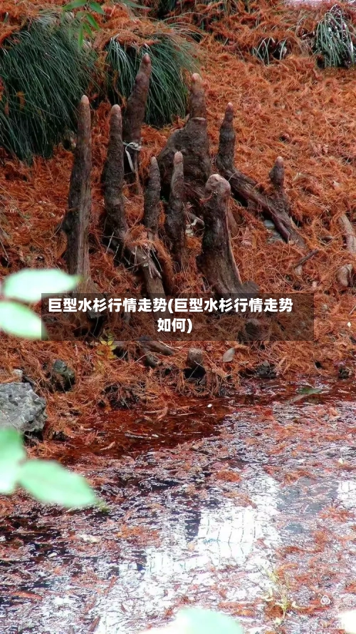 巨型水杉行情走势(巨型水杉行情走势如何)-第2张图片