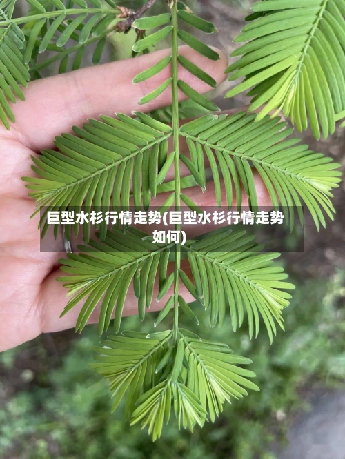 巨型水杉行情走势(巨型水杉行情走势如何)
