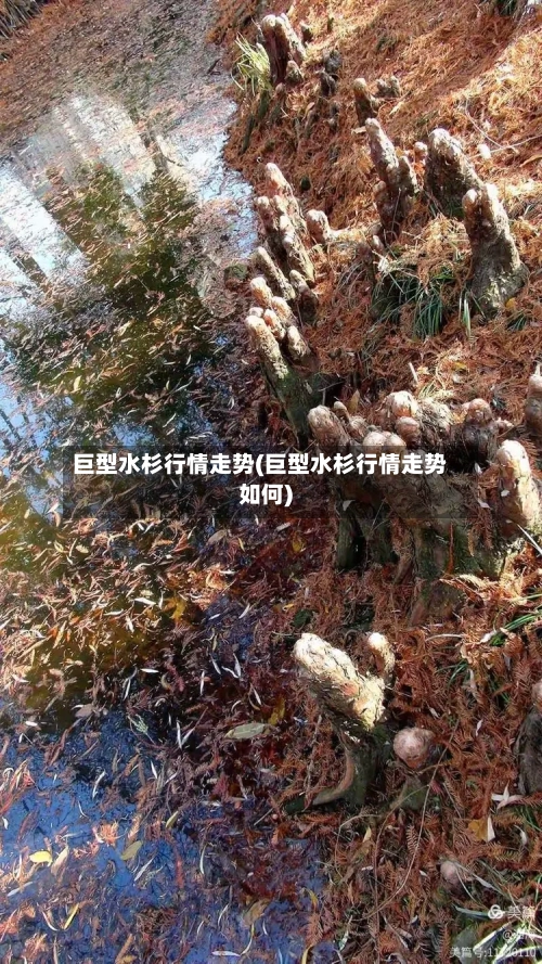 巨型水杉行情走势(巨型水杉行情走势如何)-第3张图片