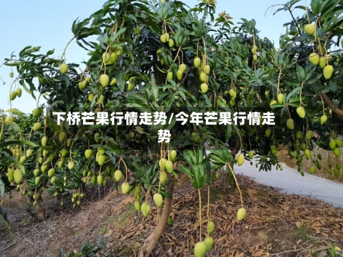 下桥芒果行情走势/今年芒果行情走势-第3张图片