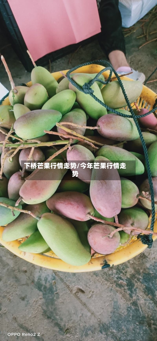 下桥芒果行情走势/今年芒果行情走势