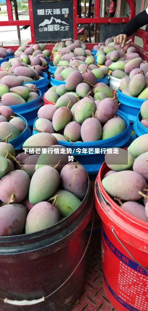 下桥芒果行情走势/今年芒果行情走势-第2张图片