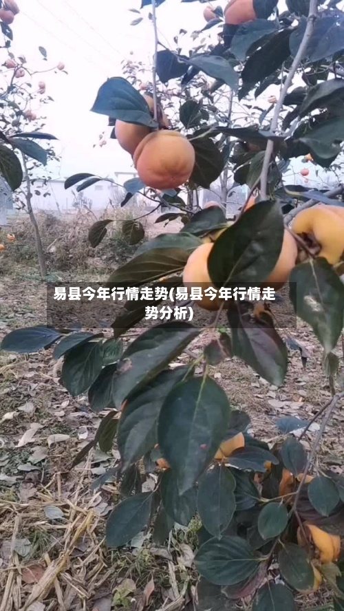 易县今年行情走势(易县今年行情走势分析)