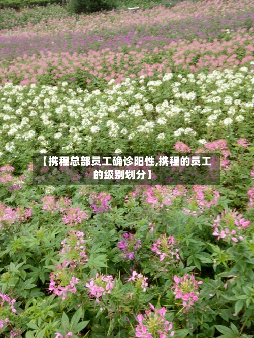 【携程总部员工确诊阳性,携程的员工的级别划分】-第2张图片
