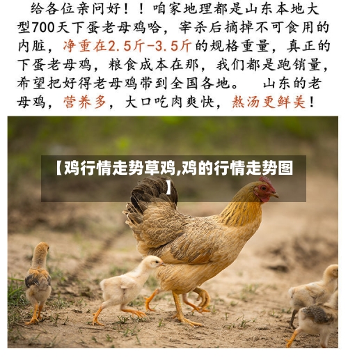 【鸡行情走势草鸡,鸡的行情走势图】