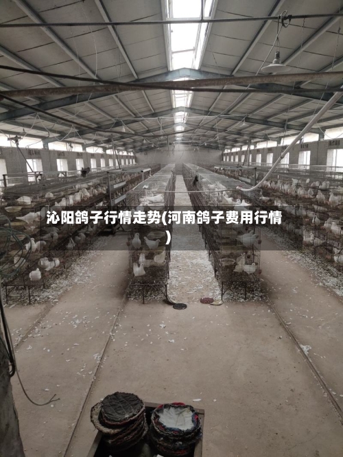 沁阳鸽子行情走势(河南鸽子费用行情)-第3张图片