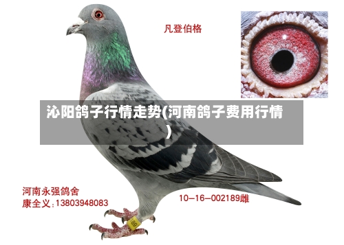 沁阳鸽子行情走势(河南鸽子费用行情)