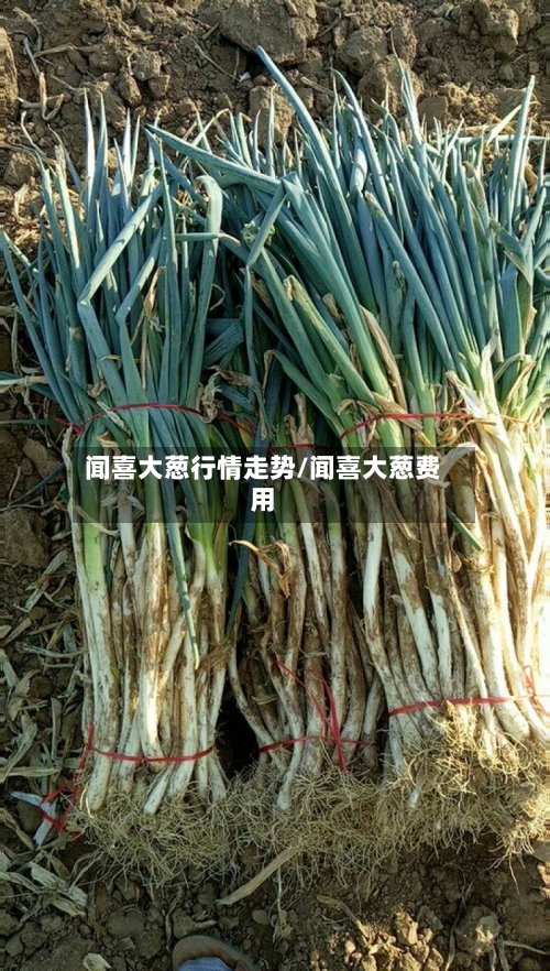 闻喜大葱行情走势/闻喜大葱费用