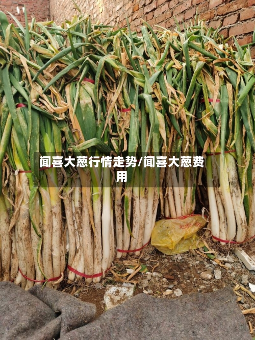 闻喜大葱行情走势/闻喜大葱费用-第3张图片