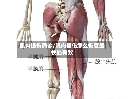 肌肉损伤确诊/肌肉损伤怎么恢复最快最有效-第3张图片
