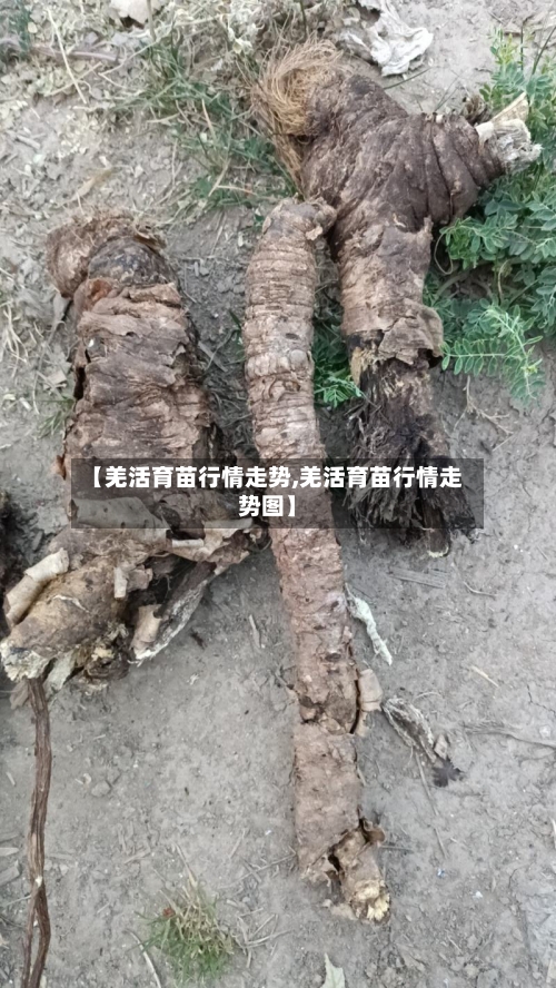 【羌活育苗行情走势,羌活育苗行情走势图】-第2张图片