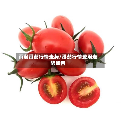 雨润番茄行情走势/番茄行情费用走势如何