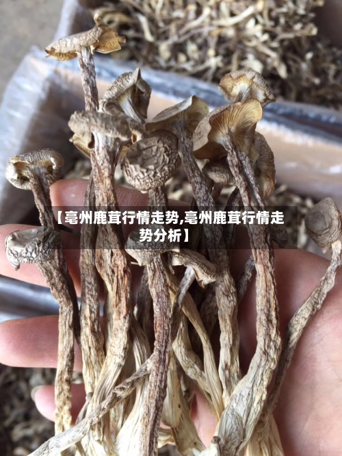 【亳州鹿茸行情走势,亳州鹿茸行情走势分析】