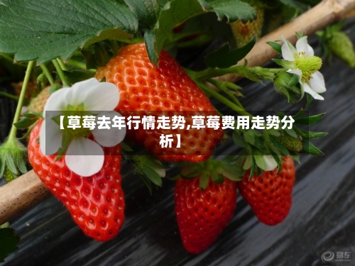 【草莓去年行情走势,草莓费用走势分析】-第1张图片