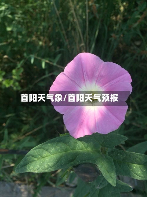 首阳天气象/首阳天气预报-第2张图片
