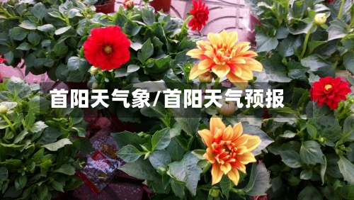 首阳天气象/首阳天气预报