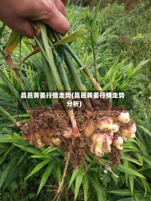 昌邑黄姜行情走势(昌邑黄姜行情走势分析)-第2张图片