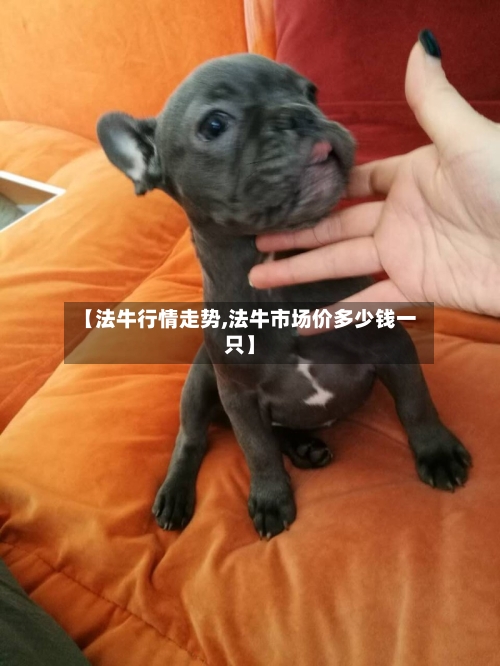 【法牛行情走势,法牛市场价多少钱一只】