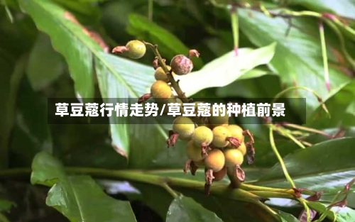草豆蔻行情走势/草豆蔻的种植前景-第2张图片
