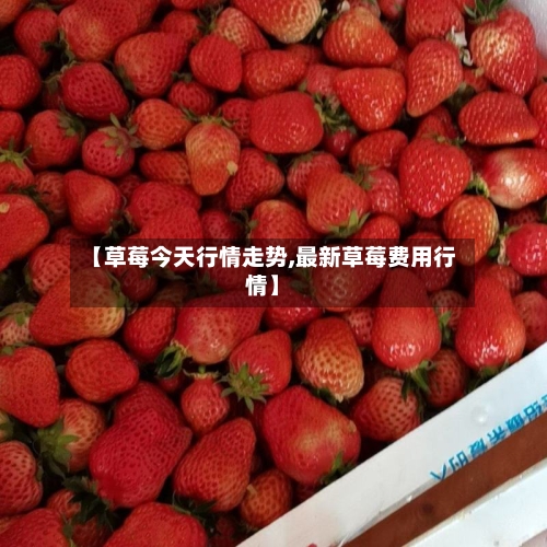 【草莓今天行情走势,最新草莓费用行情】