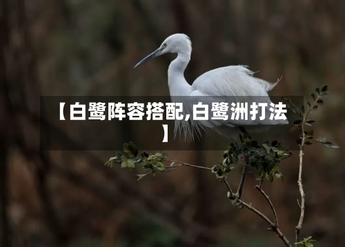 【白鹭阵容搭配,白鹭洲打法】