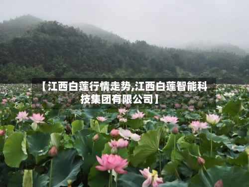 【江西白莲行情走势,江西白莲智能科技集团有限公司】-第2张图片