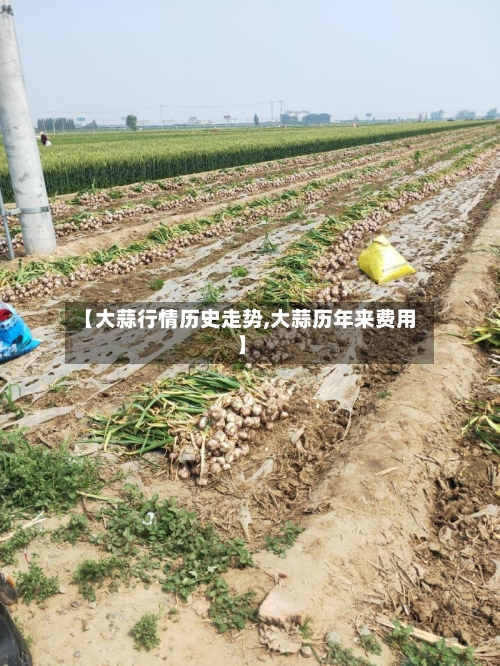 【大蒜行情历史走势,大蒜历年来费用】-第2张图片