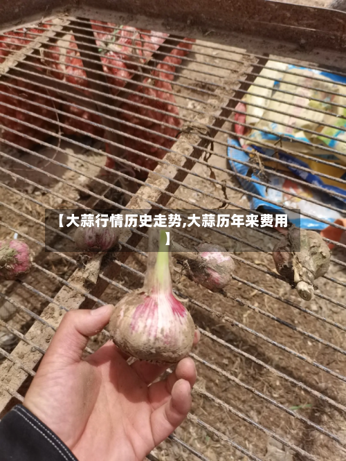 【大蒜行情历史走势,大蒜历年来费用】-第3张图片