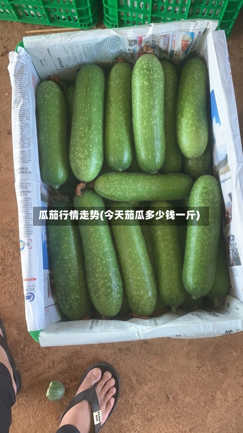 瓜茄行情走势(今天茄瓜多少钱一斤)-第2张图片