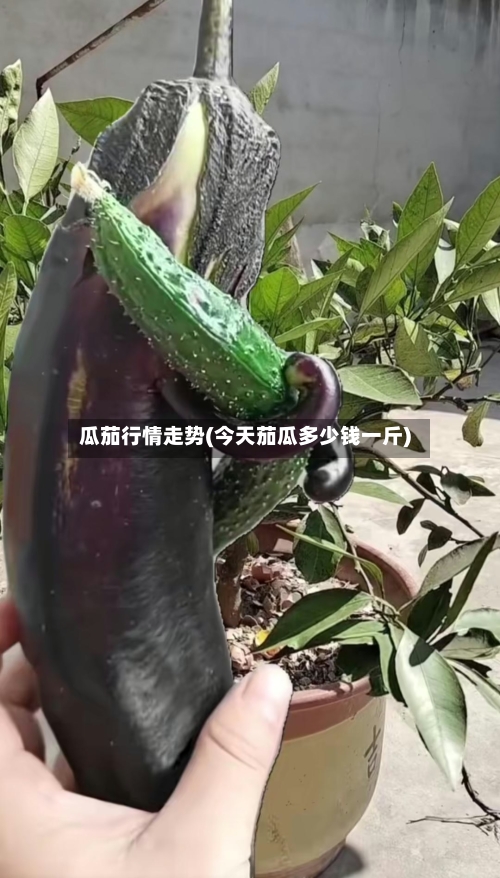 瓜茄行情走势(今天茄瓜多少钱一斤)
