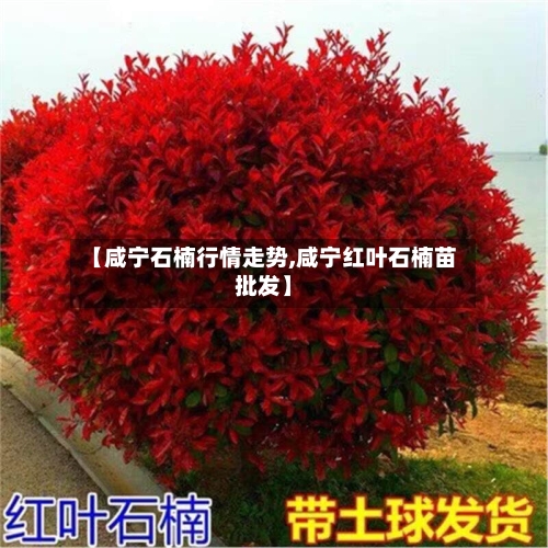 【咸宁石楠行情走势,咸宁红叶石楠苗批发】