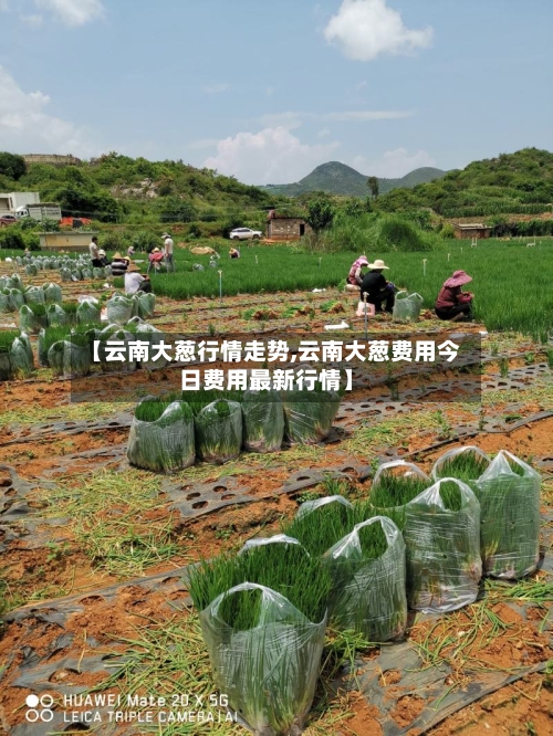 【云南大葱行情走势,云南大葱费用今日费用最新行情】-第3张图片
