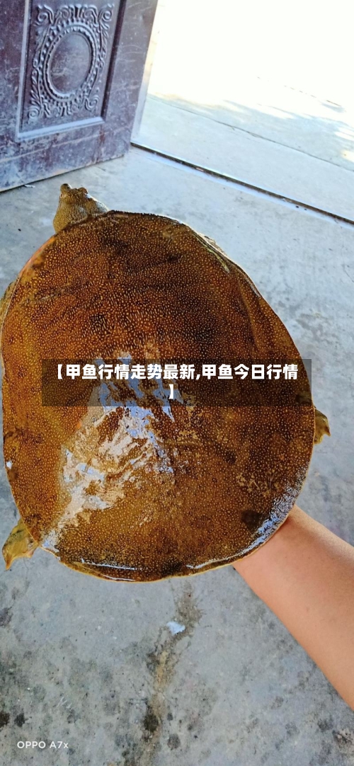 【甲鱼行情走势最新,甲鱼今日行情】-第2张图片