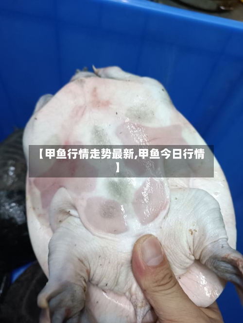 【甲鱼行情走势最新,甲鱼今日行情】-第1张图片