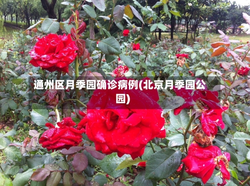 通州区月季园确诊病例(北京月季园公园)