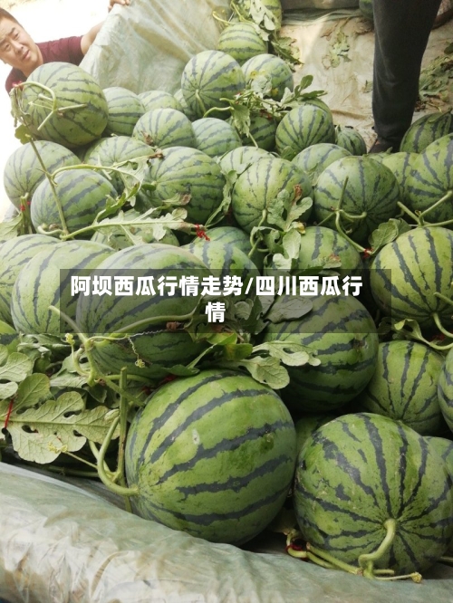阿坝西瓜行情走势/四川西瓜行情-第2张图片